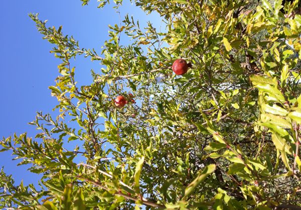 שיעור תנ”ך בגינת בית הספר