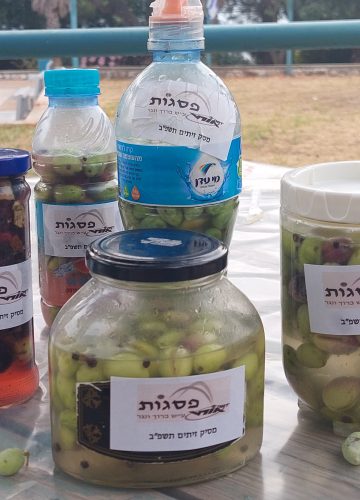 מסיק זיתים בגינת בית הספר