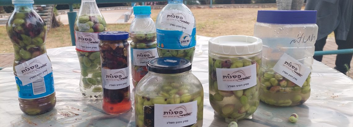 מסיק זיתים בגינת בית הספר