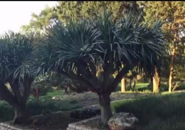 רמת הנדיב – כל עץ והסיפור שלו