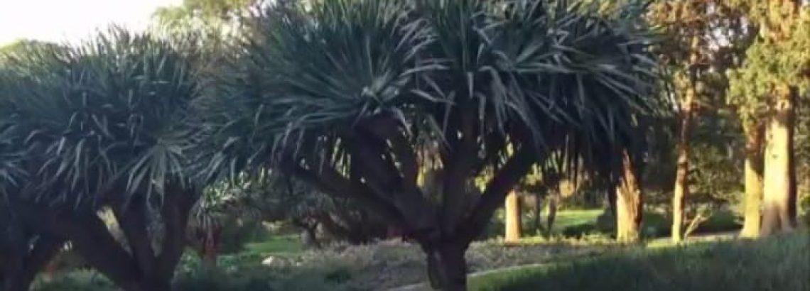 רמת הנדיב – כל עץ והסיפור שלו