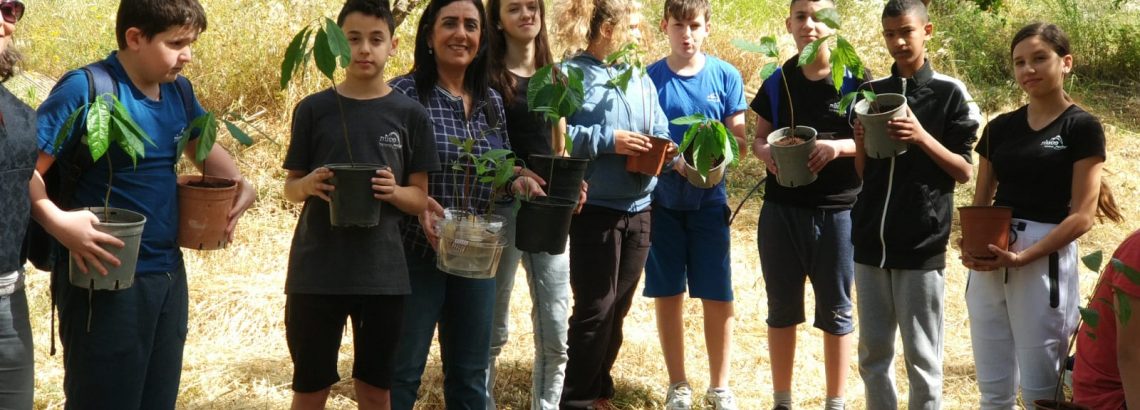 שתילת אבוקדו
