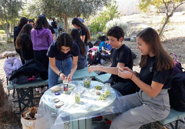 מסיק זיתים בגינת בית הספר