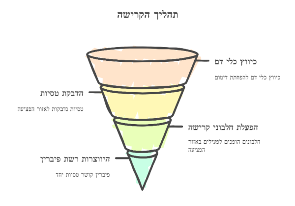 יצירת תרשימים ב- napkin